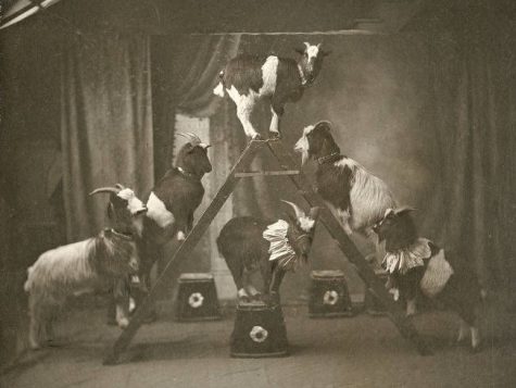 Dunbar's Educated Goats, ca. 1905. (Courtesy University of Washington Special Collections, Order No. JWS35037)